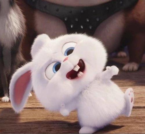 娱乐吃瓜酱兔圆圆